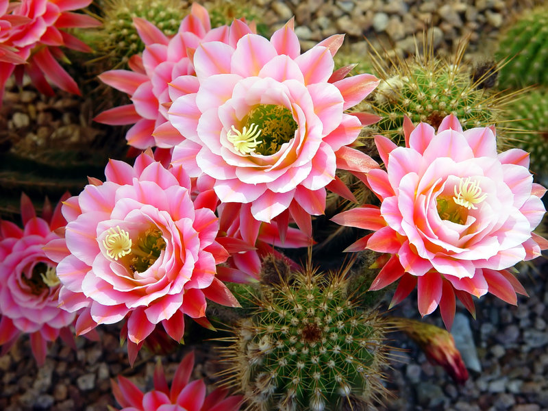 Hoa xương rồng là một loại hoa độc đáo với hình dáng đẹp mắt và cực kỳ dễ trồng. Nếu bạn yêu thích cây cảnh và muốn sở hữu một loại hoa độc đáo, hãy xem hình ảnh về hoa xương rồng và khám phá thế giới tuyệt vời của chúng nhé!