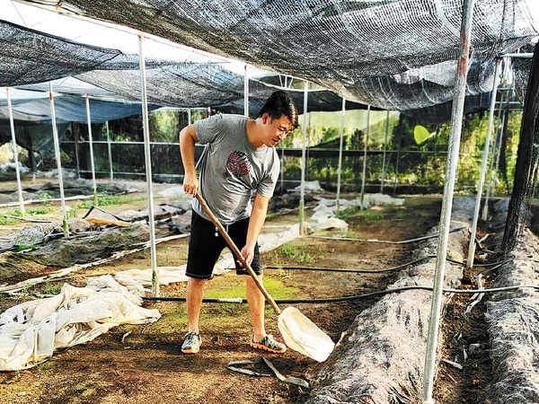 Anh Tạ Thành Vinh hiện đang sở hữu hơn 100 ha nuôi trùm quế