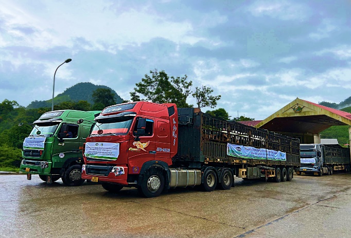 Một nhóm các chuyên gia Vinamilk & Lao-Jagro cũng đã đợi sẵn tại cửa khẩu Nậm Cắn, kiểm tra sức khỏe cho đàn bò, chuẩn bị cho hành trình tiếp theo trên đất Lào.