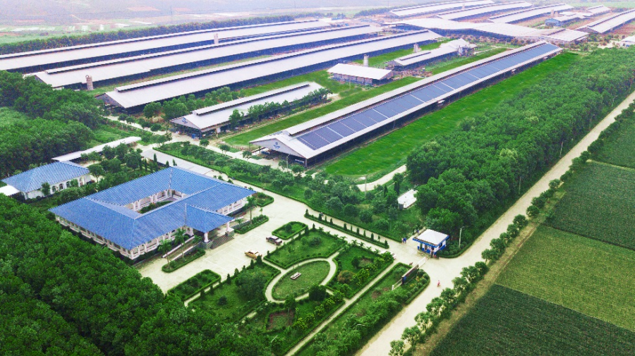 Hệ thống trang trại Green Farm của Vinamilk gồm 3 trang trại tại Thanh Hóa, Quảng Ngãi và Tây Ninh với đàn bò lên tới 20.000 con
