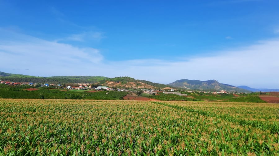 Cánh đồng bắp tươi tốt tại trang trại Vinamilk Đà Lạt sau 3 năm cải tạo, phục hồi đất