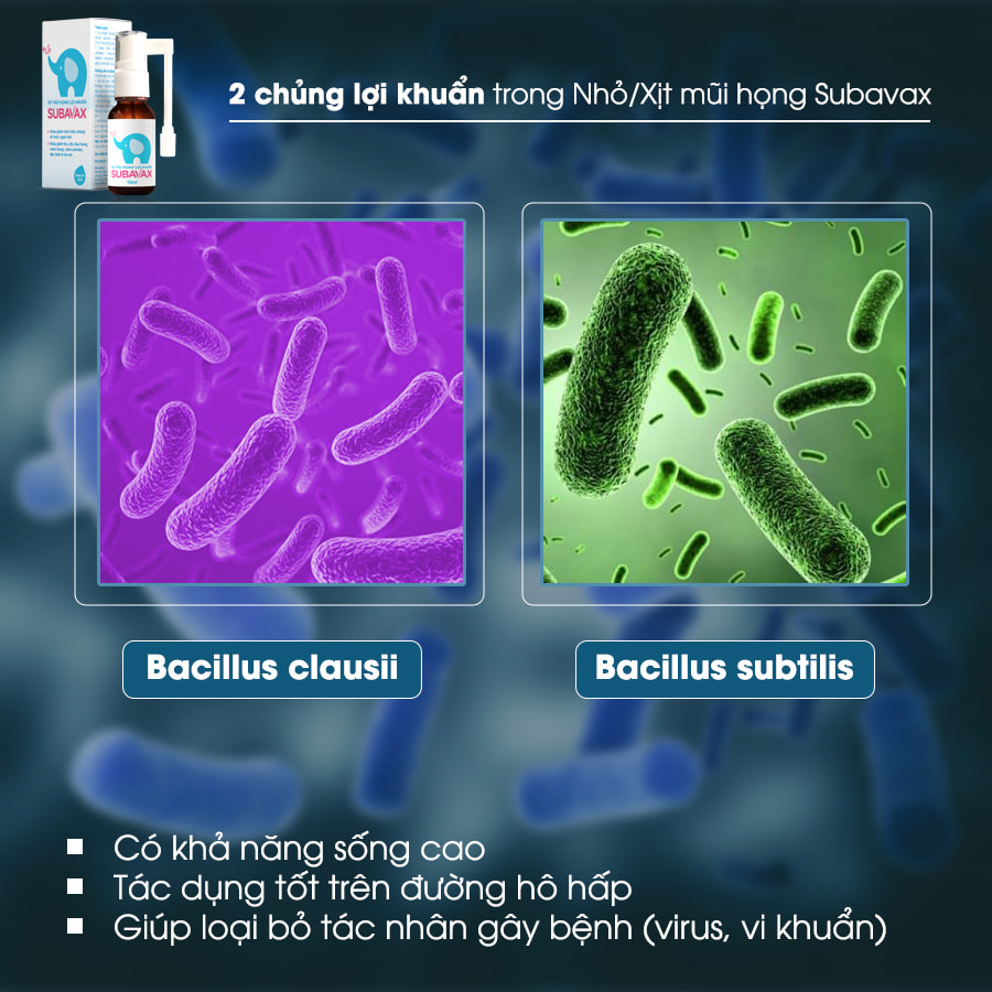 Bào tử lợi khuẩn Bacillus clausii, Bacillus subtilis được bào chế bằng công nghệ vi nang giúp tăng hiệu quả