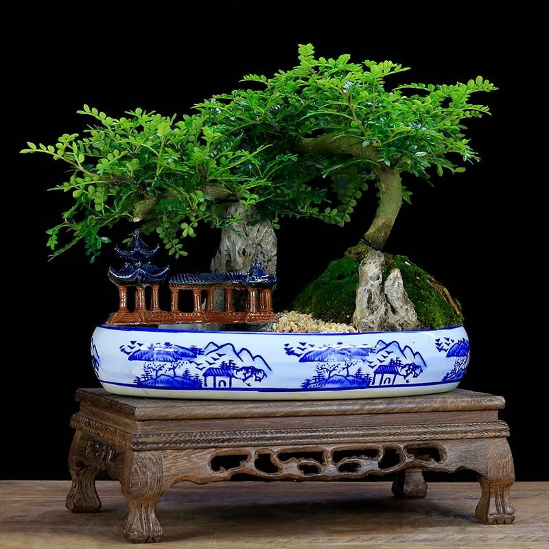 5 cây cảnh bonsai tuyệt đẹp, trồng 1 cây phúc lộc truyền từ đời này qua đời khác