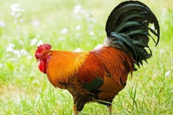 xin-chuc-mung-cuoi-nam-van-may-den-truoc-cua-nha-tien-tai-tang-vot-su-nghiep-cua-3-con-giap-suon-se-660-6742482