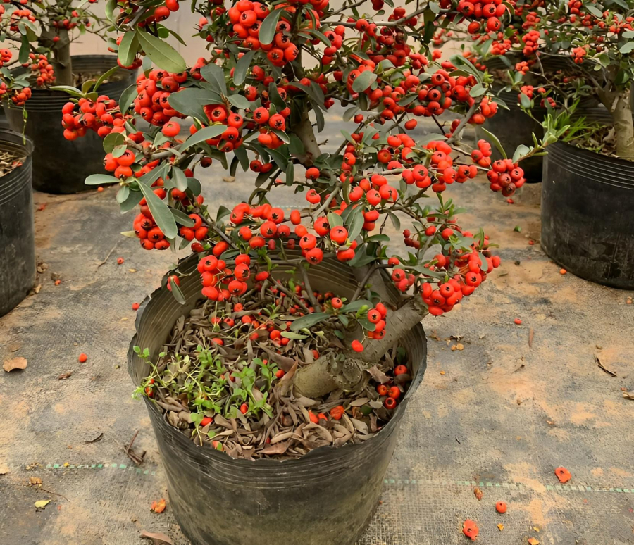 Trồng 4 cây cảnh quả đỏ tươi trong nhà, may mắn quanh năm