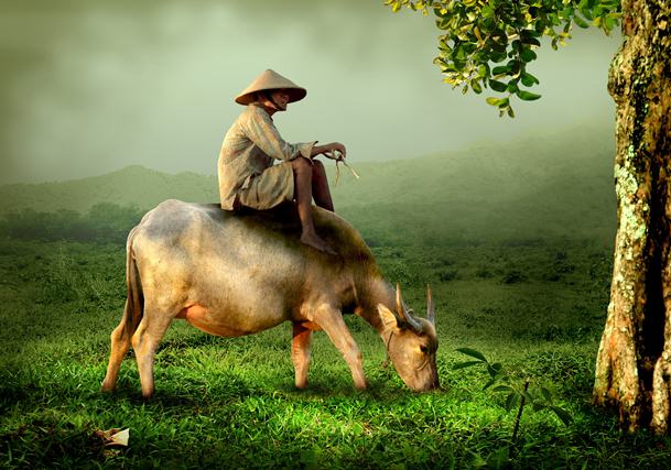 grandpa-old-shepherd-buffalo-wallpaper-copy