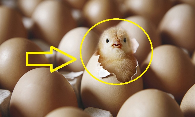 Con gà có trước hay quả trứng có trước