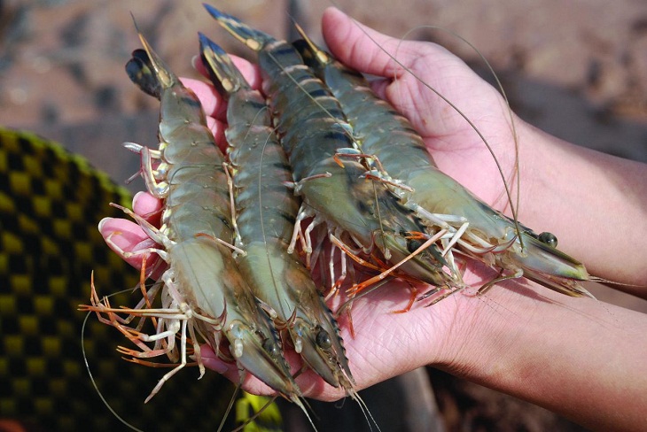 Luộc tôm đừng chỉ cho gừng, sả: Thêm vài giọt này để tôm đỏ au, ngọt thịt, không tanh