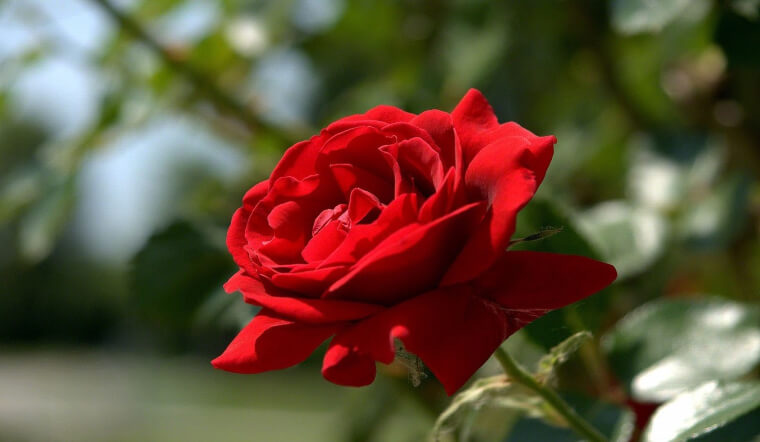 Rụng tim' với vườn hoa hồng đẹp mê mệt của người mẹ trẻ