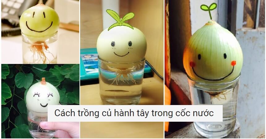 Cach-trong-cu-hanh-tay-trong-coc-nuoc