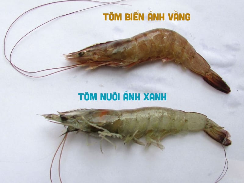 tom nuoi tom tu nhien