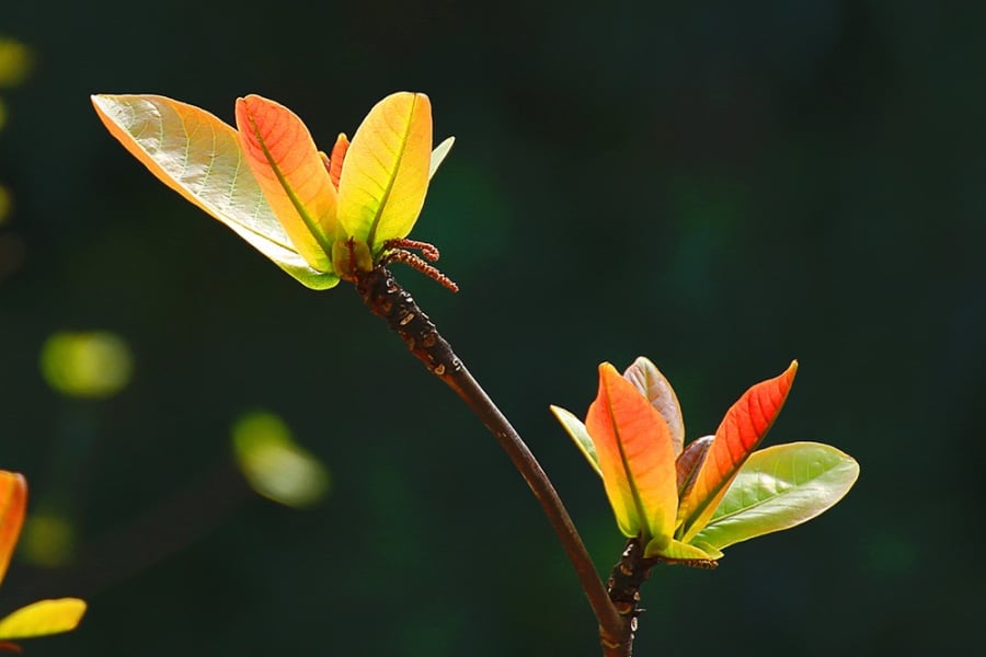 3-dieu-bao-truoc-gia-dinh-co-phuc-khi-03