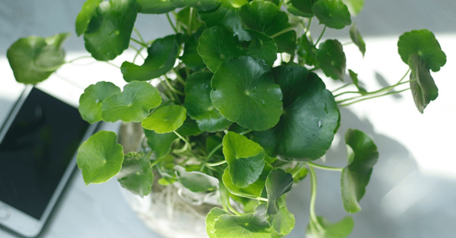 4 loại cây thủy sinh dễ trồng giúp chiêu tài, hút lộc vào nhà