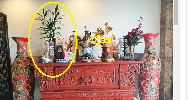 Không đặt vĩnh viễn hoa cúc, hoa ly trên bàn thờ: Đây là loại cây phát tài phát lộc, nghe tên thôi cũng thấy phú quý