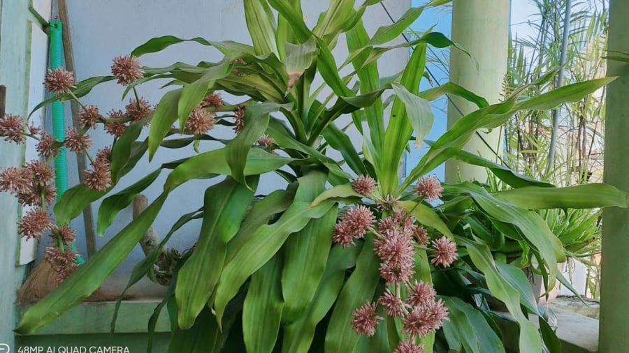 5 loại cây trồng trong nhà bỗng nở hoa báo hiệu điềm gì: Gia chủ nhớ chuẩn bị