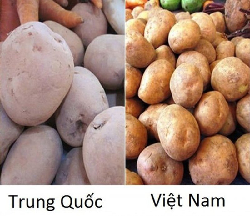 Khoai tây của Việt Nam củ nhỏ hơn nhiều vào không láng mịn