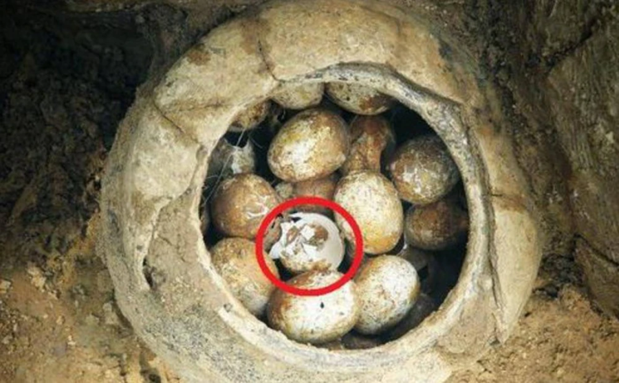 Vì sao khảo cổ sợ ‘quả trứng gà’ khi khai quật mộ cổ?