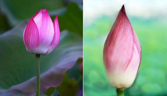 Hoa sen và hoa quỳ hoàn toàn giống nhau, đây là cách phân biệt để tránh mua nhầm