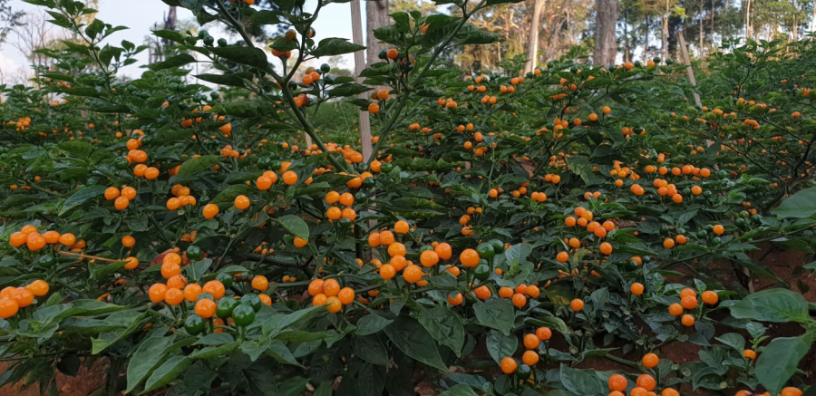 Nghề lạ ở Việt Nam: Trồng trái lạ đắt như vàng, nông dân thu 300 triệu đồng/năm