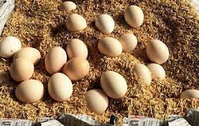 Trứng mua về đừng cho vào tủ lạnh ngay: Đây là cách bảo quản trứng đúng cách, trứng để bao lâu vẫn ngon như mới