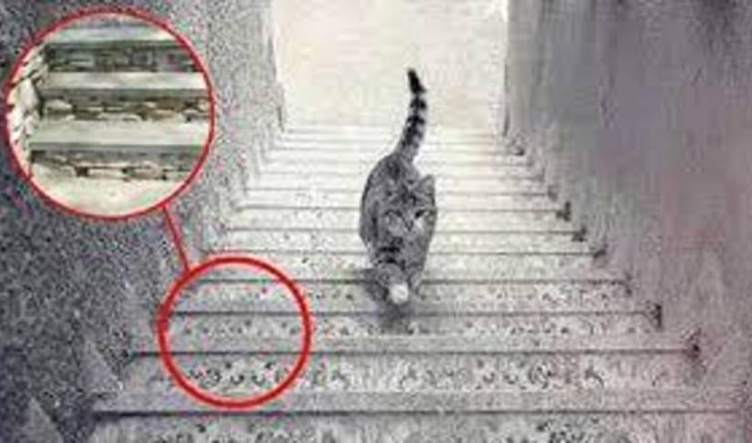 Trắc nghiệm: Con mèo đi lên hay đi xuống?
