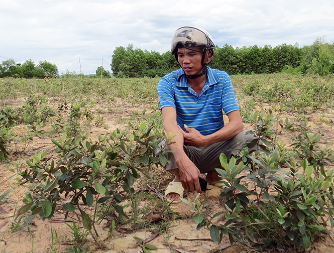 Nghề lạ ở Việt Nam: Trồng cây ăn quả dại sai vụ hè thu, nông dân kiếm trăm triệu mỗi năm