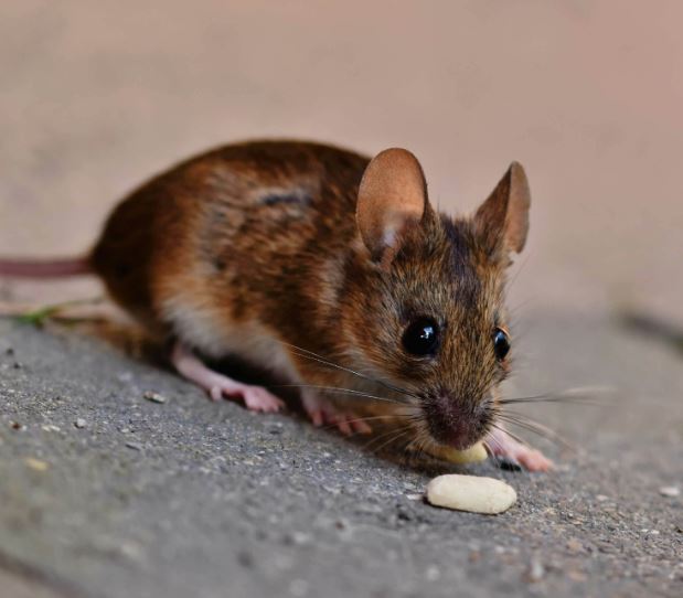 Chuột hoành hành khắp nhà, hãy thử 7 cách đuổi chuột vĩnh viễn vừa hiệu quả vừa an toàn