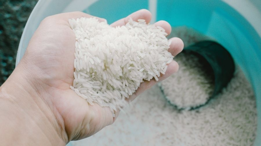 Làm sạch nhựa mít bằng gạo cách làm truyền thống