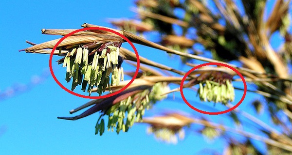 Trong nhà có 4 loại cây hoa báo vận xui, gia chủ nên loại bỏ ngay kẻo rước họa