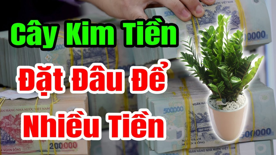 Nhà ai cũng có Tài vị, đặt cây kim tiền vào đó, gia chủ giàu sang