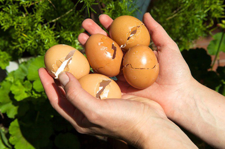 Ăn trứng bỏ vỏ là dại: Làm nghề này đủ lãi, ai mà chẳng biết thừa