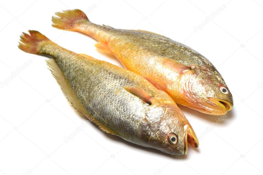 depositphotos_67465841-stock-photo-yellow-croaker-fish