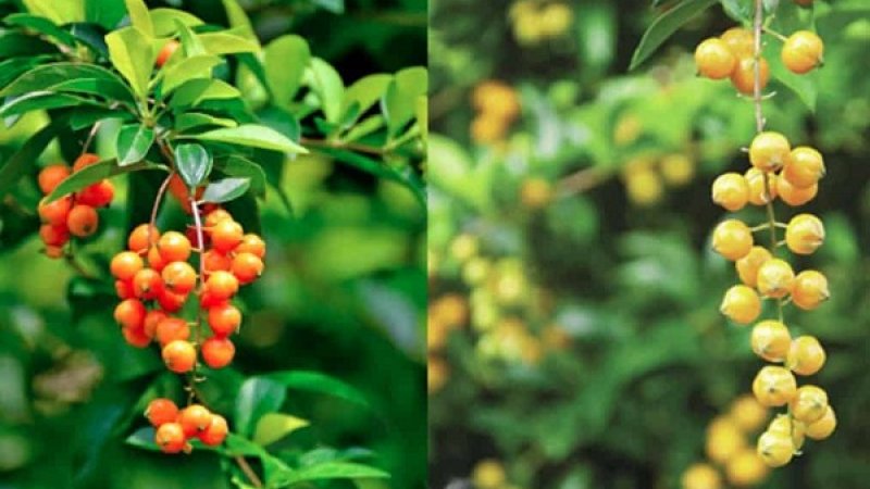 3 loại cây cảnh rực rỡ sắc màu, trồng trong nhà quanh năm