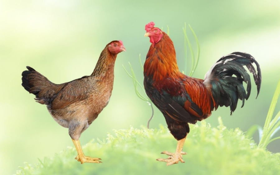 Thịt gà trống hay gà mái ngon hơn: Đơn giản nhưng không phải ai cũng biết