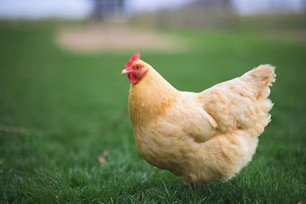 Thịt gà trống hay gà mái ngon hơn: Đơn giản nhưng không phải ai cũng biết
