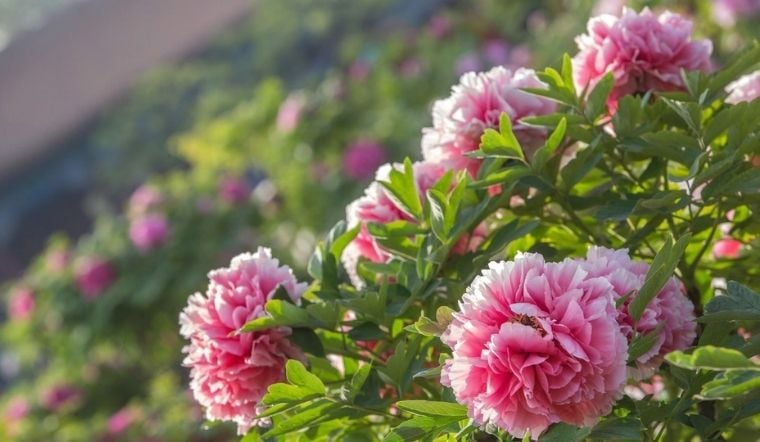 5 loại hoa được giới nhà giàu yêu thích nhất: Thử xem nhà bạn có loại cây nào không?