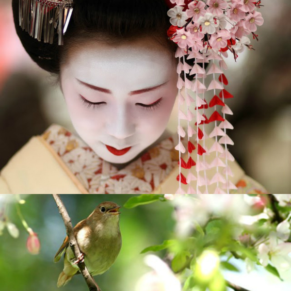 geisha phan chim