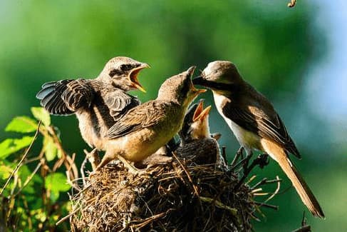 Tại sao chim mẹ luôn bỏ đói một số chim con khi cho chim con ăn? Hóa ra họ rất thông minh