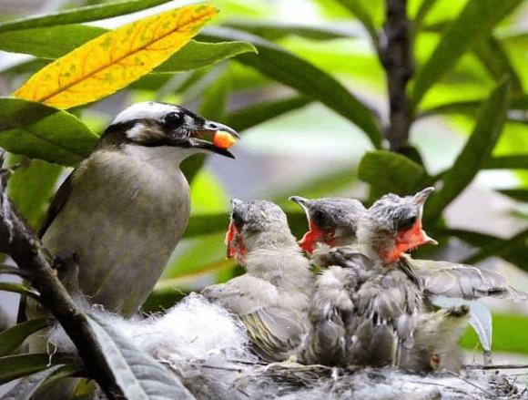 Tại sao chim mẹ luôn bỏ đói một số chim con khi cho chim con ăn? Hóa ra họ rất thông minh
