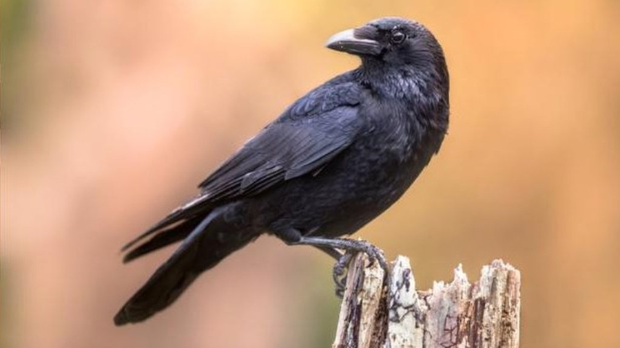 Các Loài Chim Biểu Tượng Phác Thảo Vẽ Tay Trắng đen-vector Misc-miễn Phí  Vector Miễn Phí Tải Về