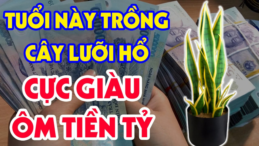 Ai phù hợp trồng lưỡi hổ