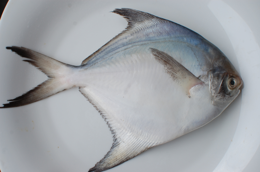 White_Pomfret