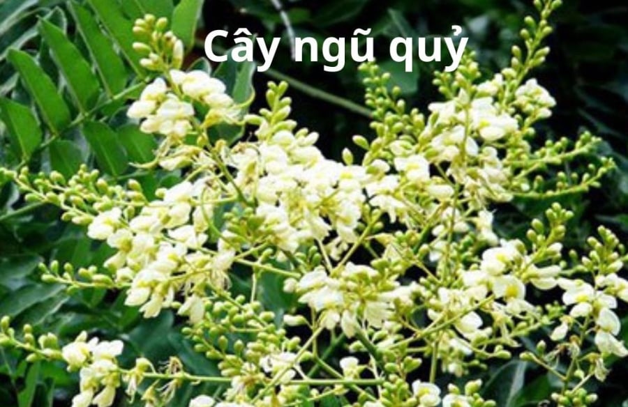 cay hoa sau nha