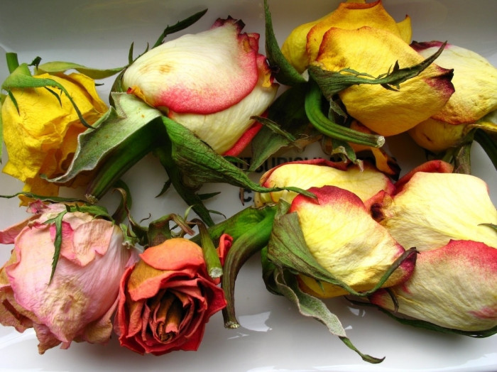 img-bgt-2021-roses-flowers-buds-wilted-710678-1637425487-width1111height833