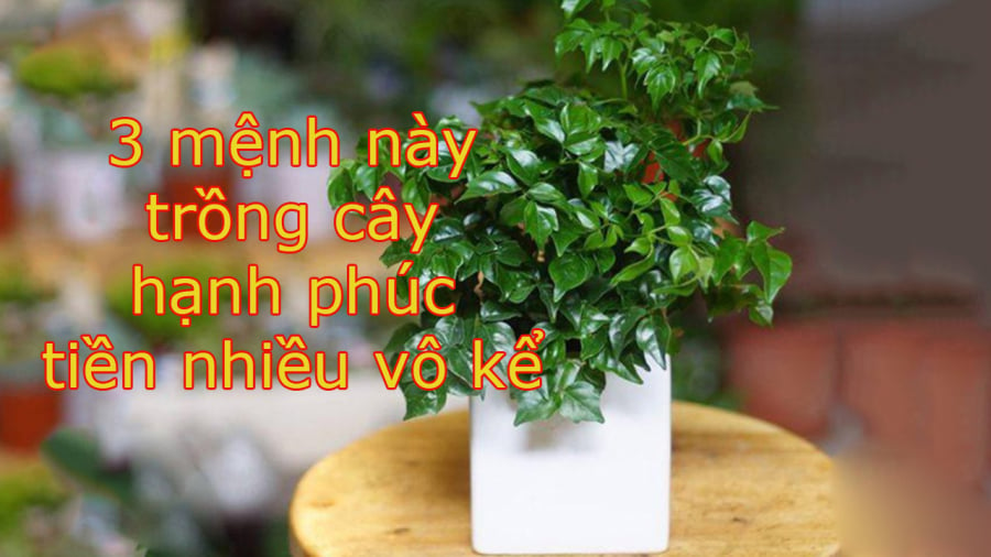 cay-hanh-phuc-hop-menh-nao-pntd03