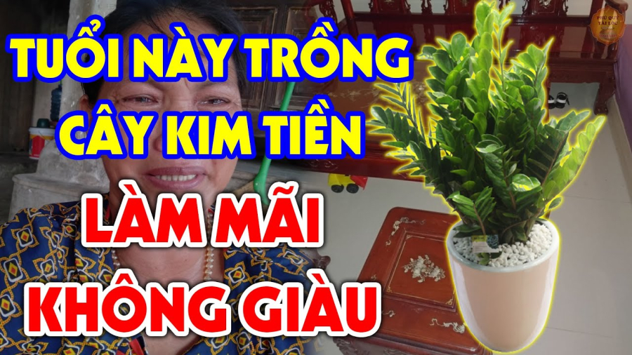 Ai tuổi này đừng dại trồng cây kim tiền: Lộc đâu không thấy tiền bạc trôi sông, không ly tan cũng lụi bại