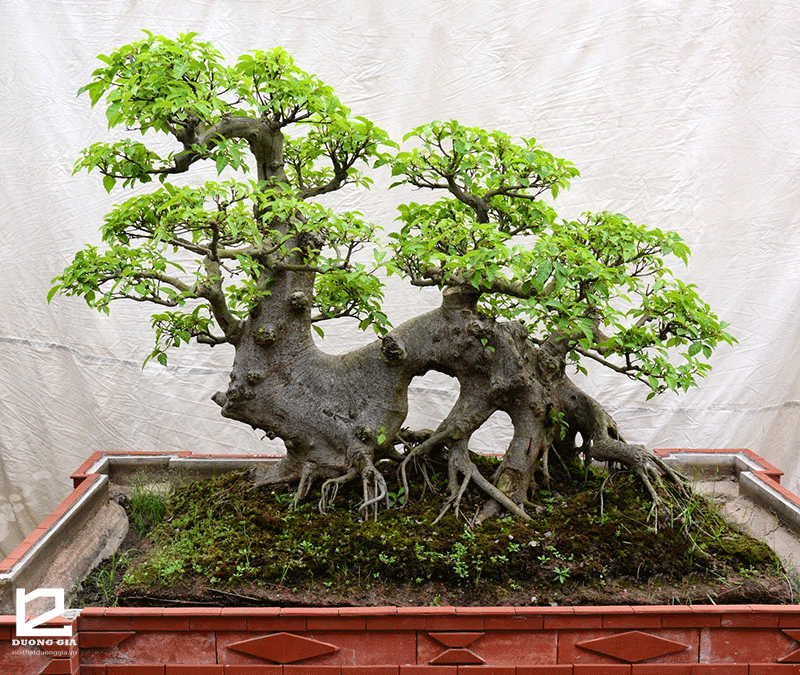 sung-bonsai