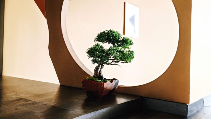 tung-la-han-bonsai-nho