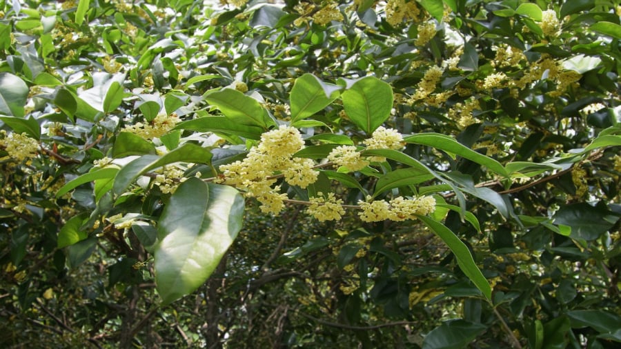 cay-moc-huong