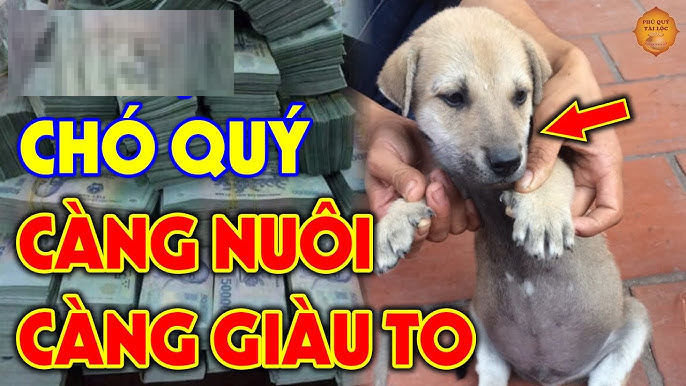 nuoi-cho-phong-thuy